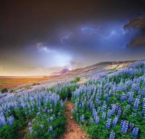 The picturesque landscape in Iceland. Wild blue lupine blooming photo