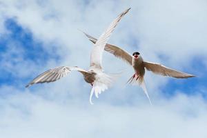 Arctic tern on white background - blue clouds. Iceland photo