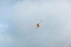 Arctic tern on white background - blue clouds. Iceland photo