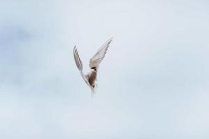 Arctic tern on white background - blue clouds. Iceland photo