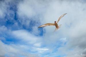 golondrina de mar ártica sobre fondo blanco - nubes azules. Islandia foto