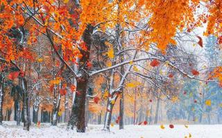 Sunlight breaks through the autumn leaves of the trees photo