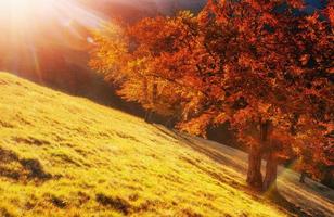 birch forest in sunny afternoon while autumn season photo