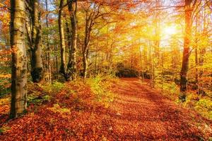 camino forestal en otoño. paisaje del mundo de la belleza foto