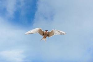 Arctic tern on white background - blue clouds. Iceland photo