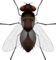 mosca de imágenes prediseñadas aislada sobre fondo blanco. ilustración vectorial de insecto mosca vector