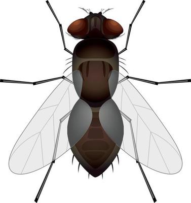 https://static.vecteezy.com/system/resources/thumbnails/006/562/479/small_2x/clipart-fly-isolated-on-white-background-illustration-of-fly-insect-free-vector.jpg
