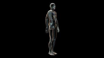 Medizinische 3D-Animation eines menschlichen Körpers und Skeletts