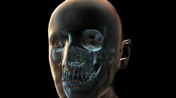 Animazione medica 3D di una testa e di un teschio umani video