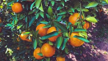 oranger dans le jardin