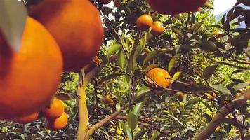 Orange tree in the garden video
