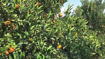 Orange tree in the garden video