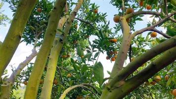 oranger dans le jardin video