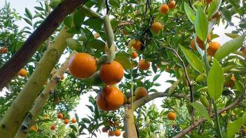 sinaasappelboom in de tuin video