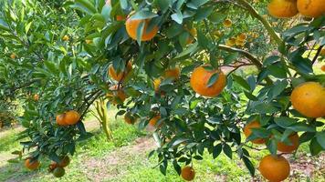 Orange tree in the garden video