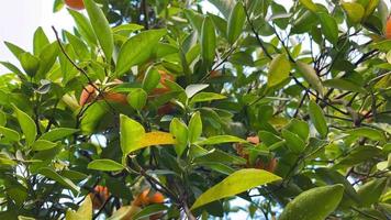 arancio in giardino video