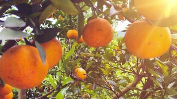 Orangenbaum im Garten video