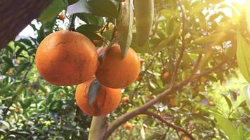 Orangenbaum im Garten video