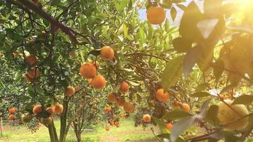 Orange tree in the garden video