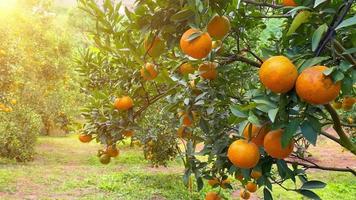 Orange tree in the garden video