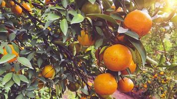 Orangenbaum im Garten video