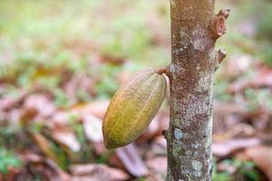 fruta de cacao en un árbol de cacao en una granja de selva tropical. foto