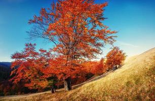 birch forest in sunny afternoon while autumn season. Ukraine. Eu photo