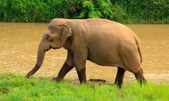 Elephants are foraging in the nature and rivers of northern Thailand. photo