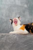 Three colored cats sitting on a loft plaster wall. photo