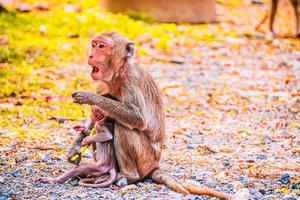 Monkey family and mother and baby animal wildlife in nature photo