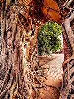 Ancient temple gate in phra ngam. The roots of trees and the gates of ayutthaya photo