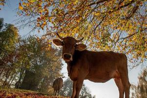 Grazing cows feeding on grass photo