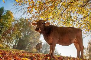 Grazing cows feeding on grass photo