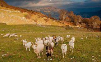 Goats in high mountain pasture photo