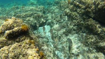 escuela de peces bajo el agua en el mar video