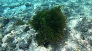 Sea grass in sea underwater video