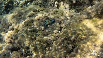 peixes coloridos no mar - tiro subaquático video