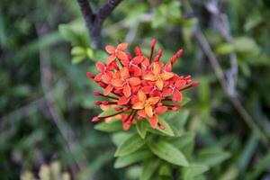 flowers blooming in the garden. photo