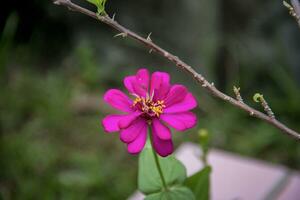 close-up view of the flower in the garden summertime. photo