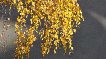 las hojas de abedul amarillo se desarrollan en el viento sobre el fondo del asfalto negro. video