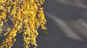 Yellow birch leaves. Warm autumn days. video