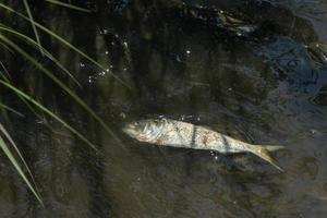 peces muertos dentro del agua del océano foto