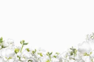 Beautiful spring flowers background, Season theme, hello spring photo