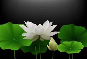 White Lotus flower with green leaves on black background.Vector vector