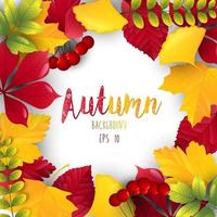 Autumn leaves frame isolated background vector