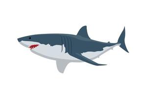 shark vector illustration