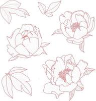 Set 2 of isolated peony ihand drawn flower vector illustration