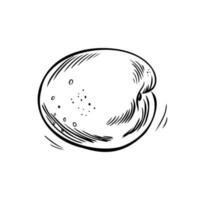 albaricoque dibujado a mano sobre un fondo blanco. ilustración vectorial vector