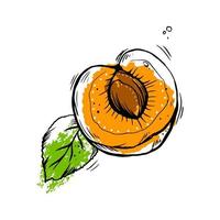 Half an apricot with a stone and a leaf. Vector hand drawn  illustration.