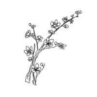 Sakura branches with flowers on a white background. Vector contour illustration.